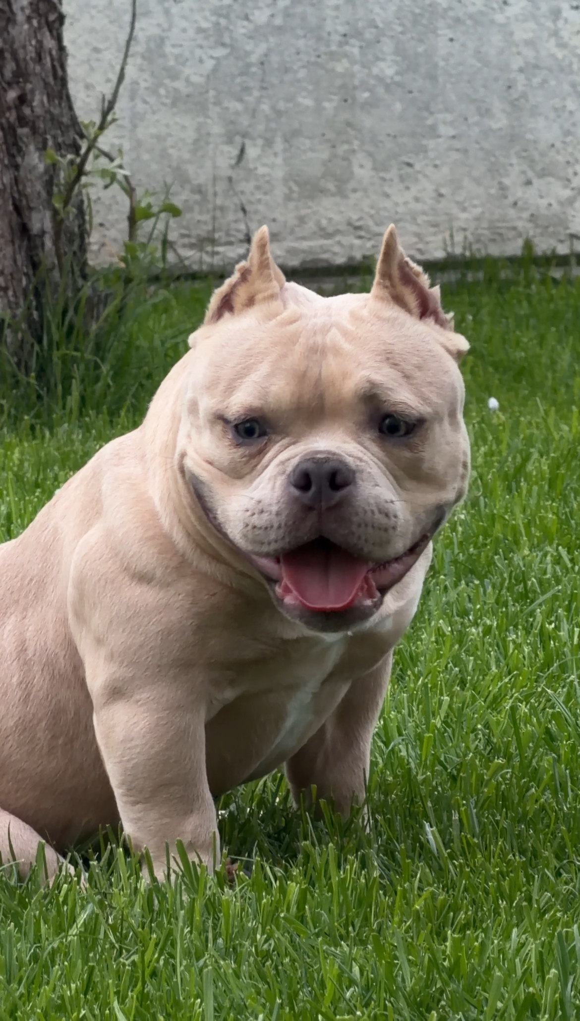 NIGHT DRAKULA DAENERYS — Night Drakula Kennel